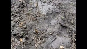 Посадка саженцев чёрной смородины черенками