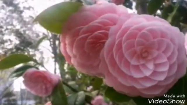 Самые красивые цветы в мире смотреть онлайн