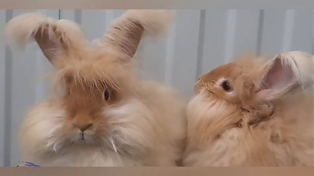 Ангорский кролик? смотреть онлайн