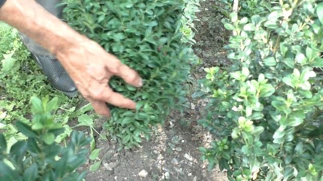 Самшит Сезон осень 2020 года (Обзор)питомник Хвойный дворик смотреть онлайн