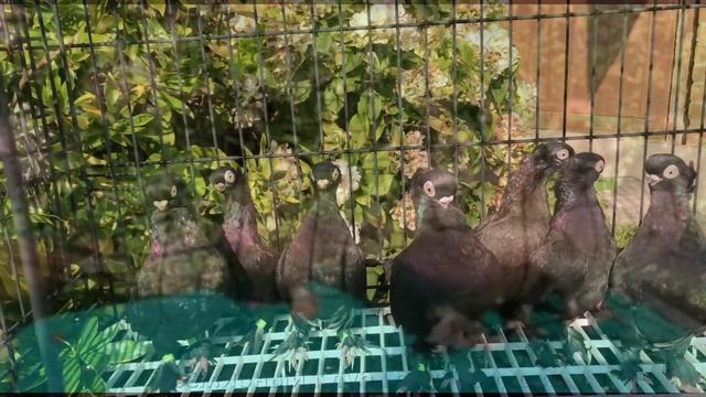 Шикарная коллекция голубеи нашего друга в Англии / Altstammer Pigeon смотреть онлайн