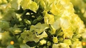 Флокс метельчатый Бабье Лето (Babje Leto). Краткий обзор, описание характеристик, где купить рассад