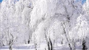 С. Есенин "Белая берёза"