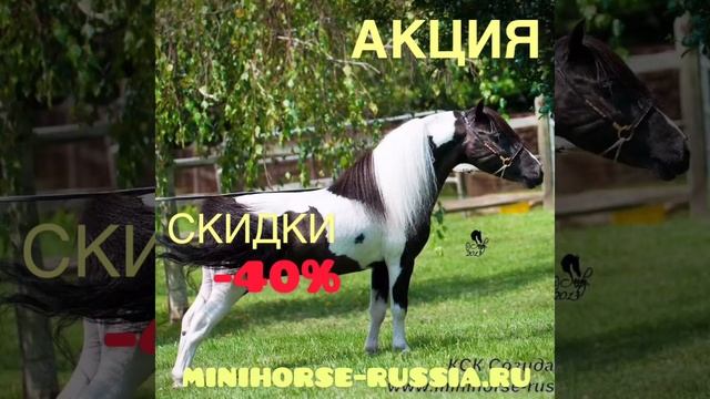 АКЦИЯ В КСК СОЗИДАТЕЛЬ. Скидки до -40% на миниатюрных лошадей!
