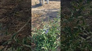 Медоносы сентября-октября