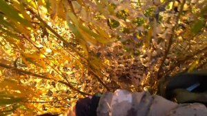 ОХОТА НА ГУСЯ / ОХОТА НА УТКУ / КАК СЕВЕРЯНЕ ГУСЕЙ И УТОК ДОБЫВАЮТ / Goose hunting