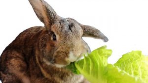 Можно ли давать капусту кроликам
