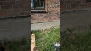 Посадка рододендрона в открытый грунт.