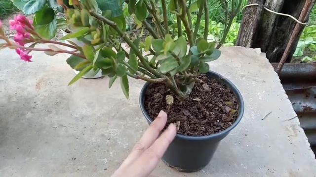 Kalanchoe/Calandiva (Dicas de cultivo) смотреть онлайн