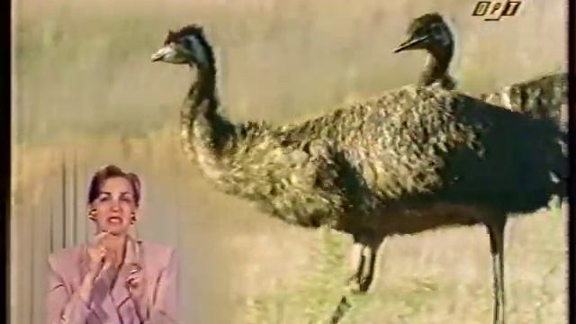В мире животных. рыбы России, страусы Эму, морские птицы, эволюция птиц (отрывки оцифровка 90-х) смотреть онлайн