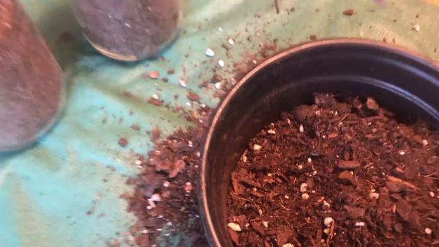 Propagating Succulents смотреть онлайн