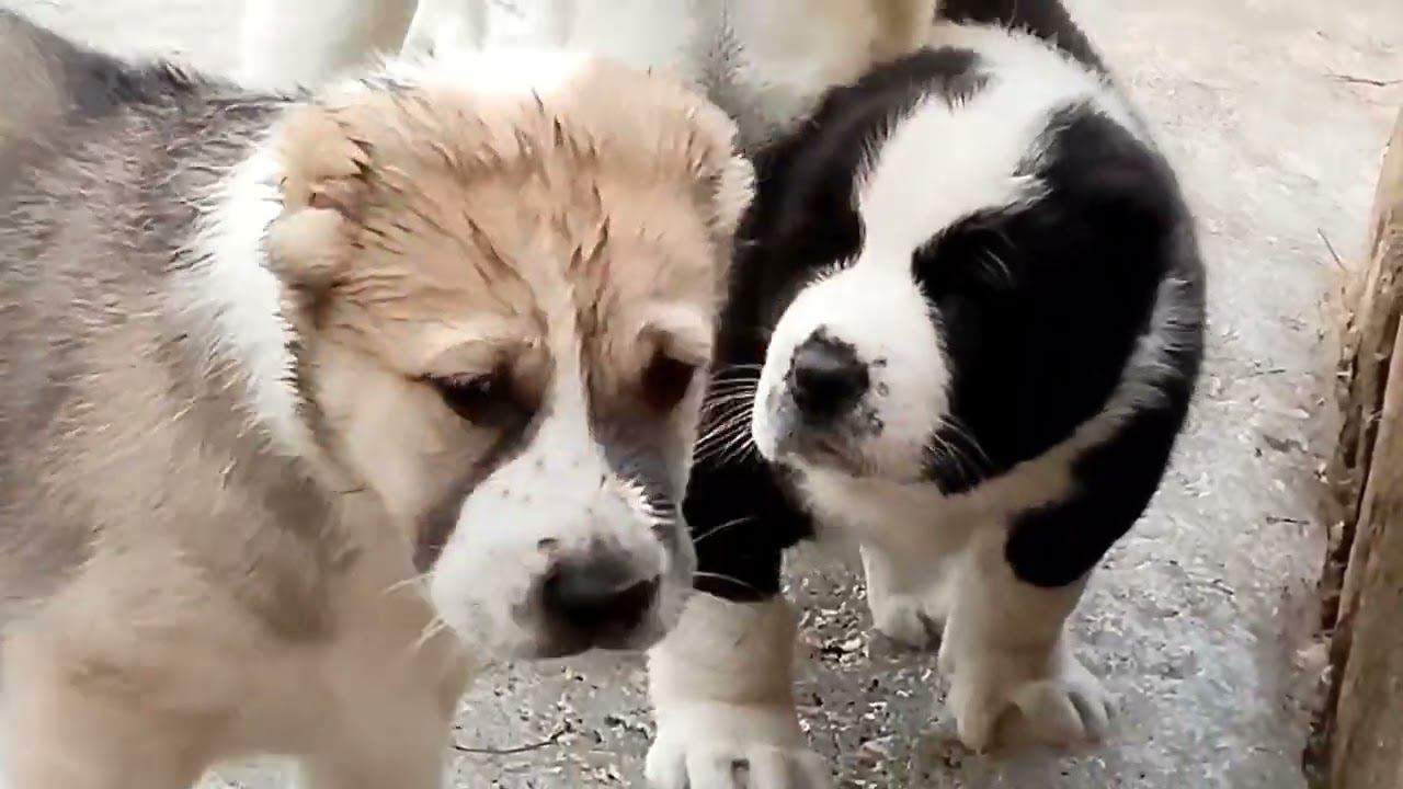 У нас в питомнике пополнение!! смотреть онлайн