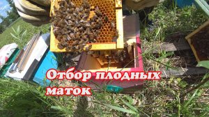 ОТБОР ПЛОДНЫХ МАТОК ИЗ НУКЛЕУСОВ.