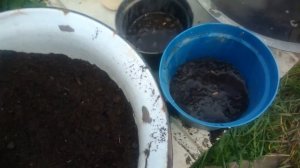 Размножение жимолости.Как размножить жимолость веткой