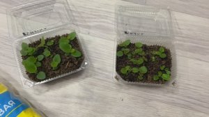 Уход за всходами бегоний. Первая подкормка бегонии