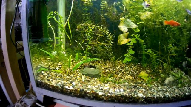 Подрезка растений, глина под корни криптокорины и апоногетона (Аква Хижина, выпуск 33) смотреть онлайн