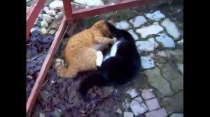 Очень забавные драки котов