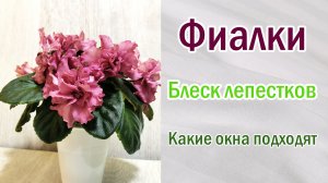 Фиалки (сенполии). Чего они боятся. Блеск лепестков. На каких окнах выращивать.