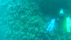 Дайвинг в Тайланде о.Пхукет выпуск 4 #дайвинг