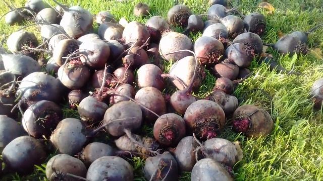 Уборка свеклы и ее хранение. смотреть онлайн
