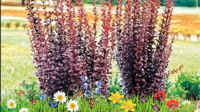 Барбарис тунберга Ред Пилар ? Обзор: посадка и уход. саженцы барбариса: описание и особенности