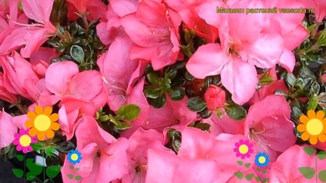 Азалия японская Анук. Краткий обзор, описание характеристик rhododendron obtusum anouk Anouk