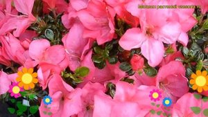 Азалия японская Анук. Краткий обзор, описание характеристик rhododendron obtusum anouk Anouk