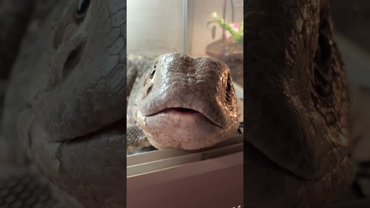 С язычком #shortvideo #москва #zoolife #экзотика #zooanimals #зверьёмоё #zoo #варан #капскийваран