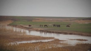 Большая вода Алгая