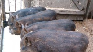 мангалы +вьетнамские поросята