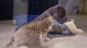 щенки амстаффа Астиларс Яхонт продается