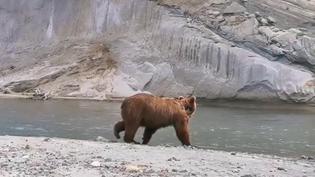 МЕДВЕДЬ КИНУЛСЯ В РЕКУ, ЧТОБ ПОЙМАТЬ РЫБУ ? смотреть онлайн