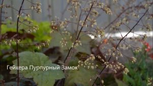 Гейхера. Как купить саженцы гейхеры почтой