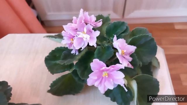 СОРТОВЫЕ ФИАЛКИ в моей коллекции с красивыми цветами и безобразной розеткой.//#Africanviolets смотреть онлайн