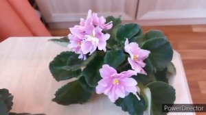 СОРТОВЫЕ ФИАЛКИ в моей коллекции с красивыми цветами и безобразной розеткой.//#Africanviolets