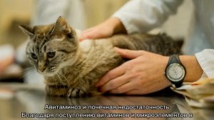 У кота отказали задние лапы: причины и лечение