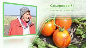 Солероссо F1   томатний універсал!