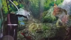 Аквариумная рыбка Лабео. Долгожитель.