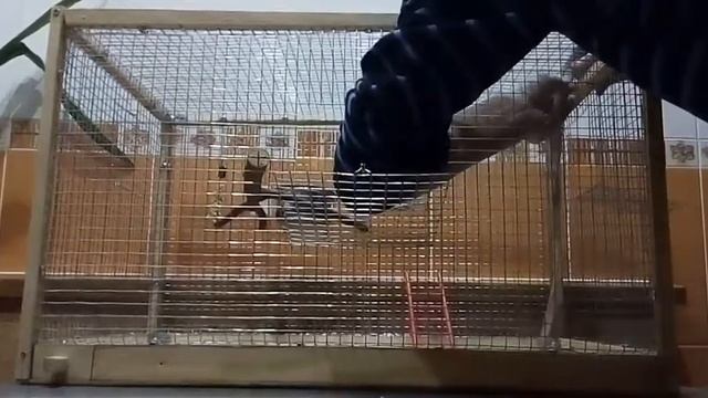 Обустройство клетки для попугаев. Клетка для птиц своими руками. смотреть онлайн