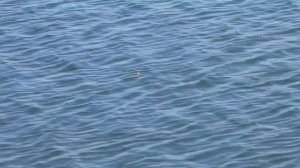 Рыбалка в Волго-Ахтубинской пойме