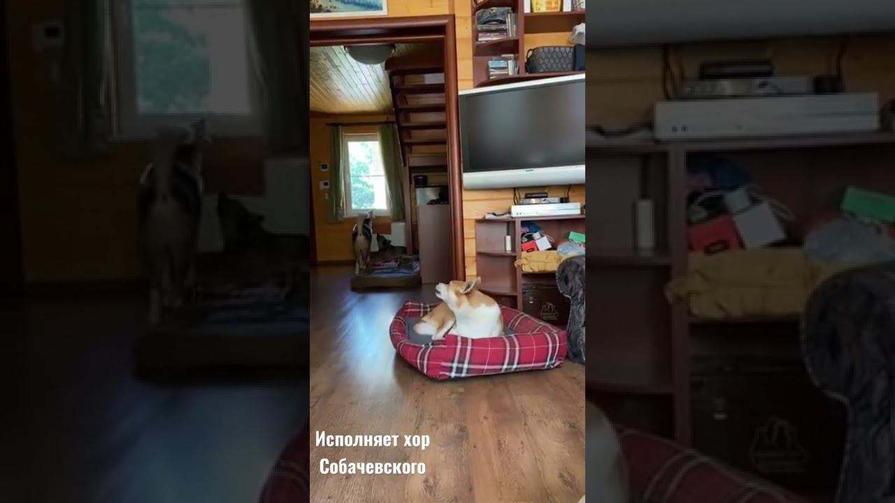 Собаки поют  Узнали солистку?