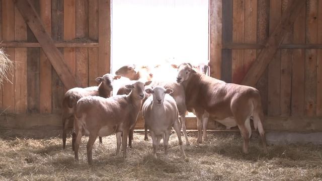 ЛЕБЕДЬ 2018 Mix смотреть онлайн