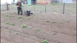 Окучиваем картошку мотоблоком с ежами и польским ушастым окучником. Жизнь в деревне.