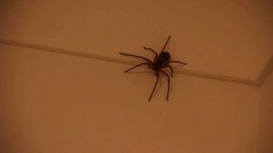 Big Hunstman Spider recorded with Canon EOS 500D Full HD