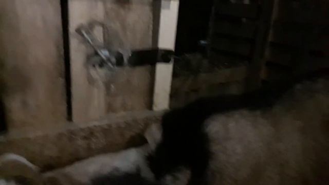 Как благодаря ютюбу мой сарай для коз стал в два раза больше.