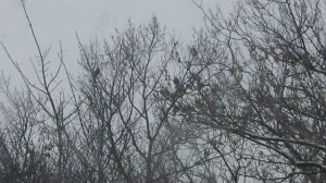 Crow hunting EDgun Matador 7,62 (ПРАДЕД) По воронам из пушки.