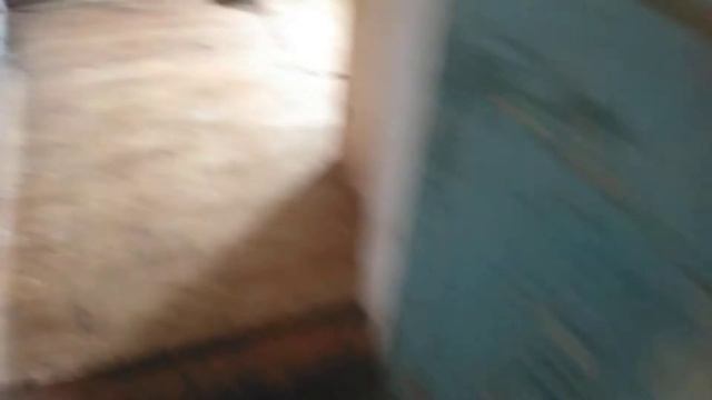 Вьетнамские вислобрюхие поросята за и против