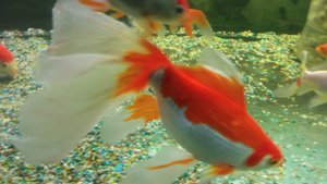 кометы в аквариуме