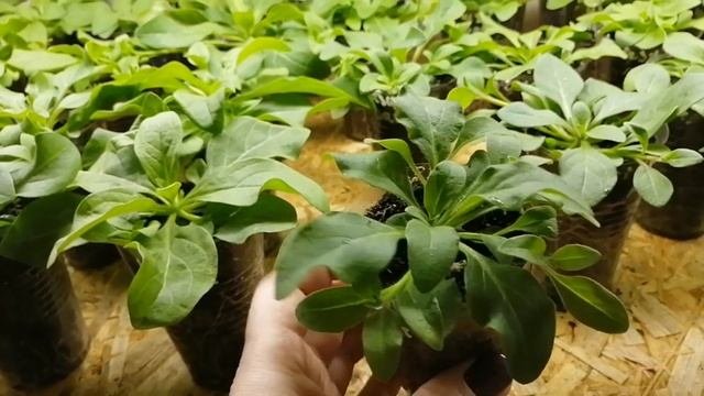 АМПЕЛЬНАЯ ПЕТУНИЯ ГОТОВА К ЧЕРЕНКОВАНИЮ??ОБЗОР ПО СОРТАМ