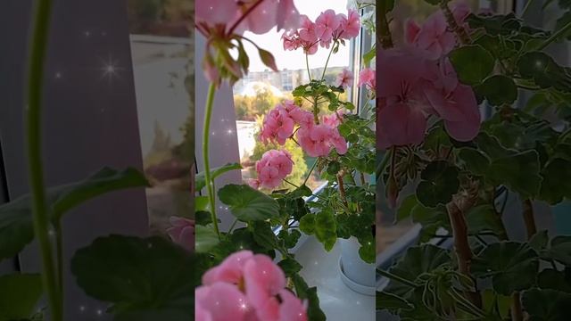 Цветущая герань.#цветы#комнатныеростения смотреть онлайн